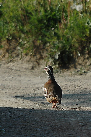 Perdiu roja (Alectoris rufa)