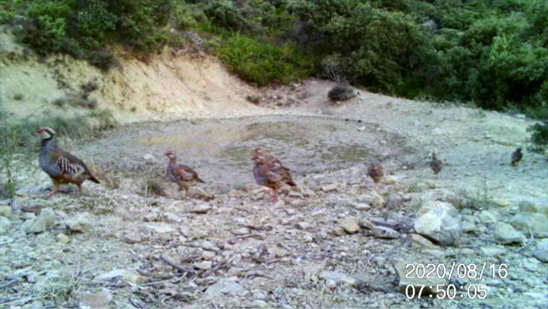 Fotoparany al Montsec: Família de perdius