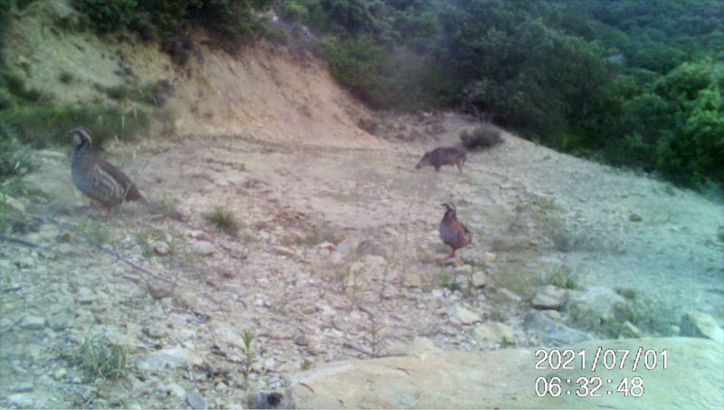 Fotoparany al Montsec: Perdius marxant a l'aparèixer un senglar