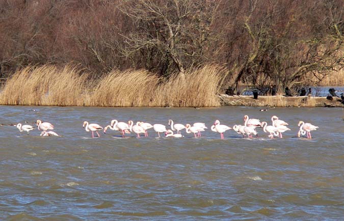 Phoenicopterus ruber