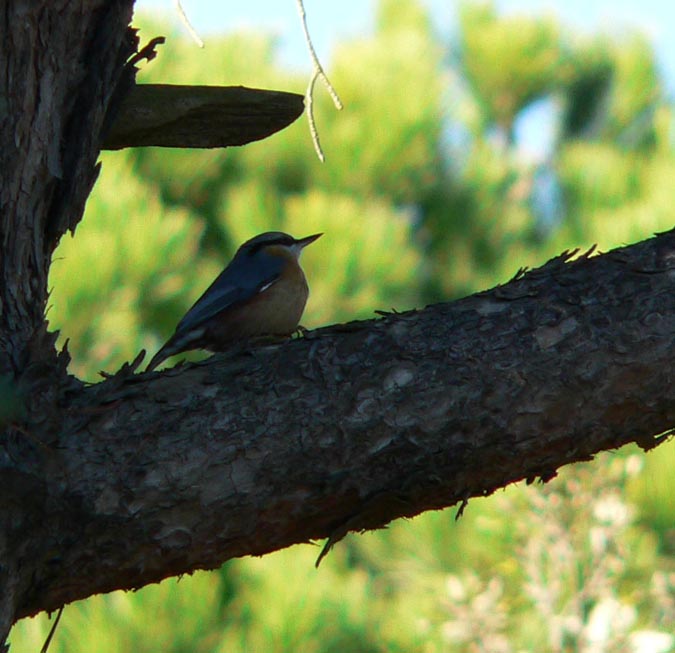 Pica-soques blau (Sitta europaea)