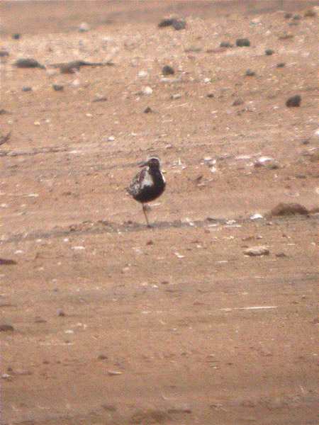 Pigre gris, chorlito gris (Pluvialis squatorola)