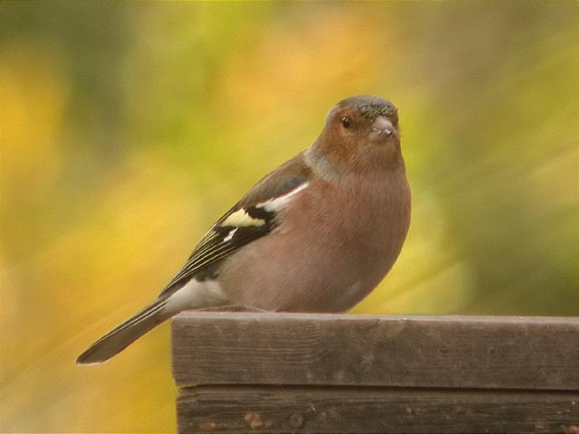 Pinsà comú mascle, pinzón vulgar (Fringilla coelebs)