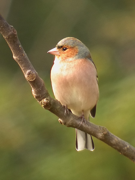 Pinsà comú , pinzón vulgar (Fringilla coelebs)