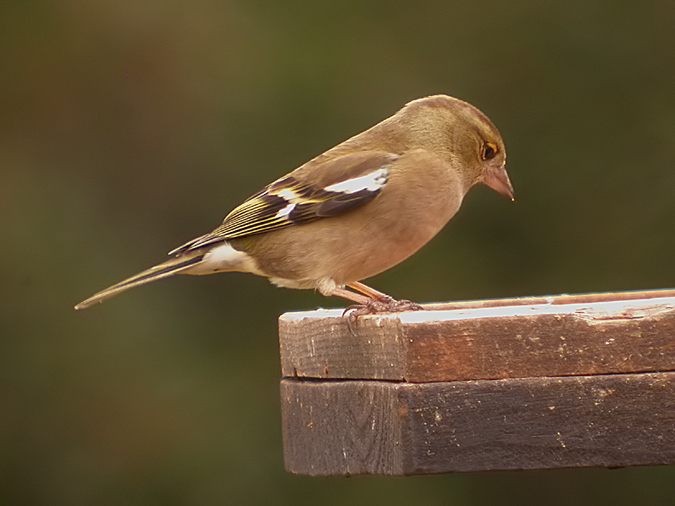 Pinsà comú femella (Fringilla coelebs)