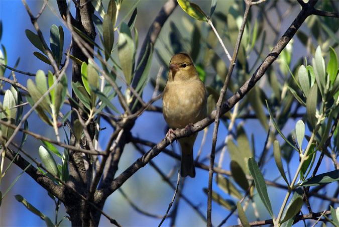 Pinsà comú(Fringilla coelebs)