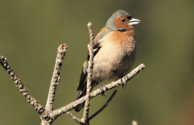 Pinsà comú (Fringilla coelebs)