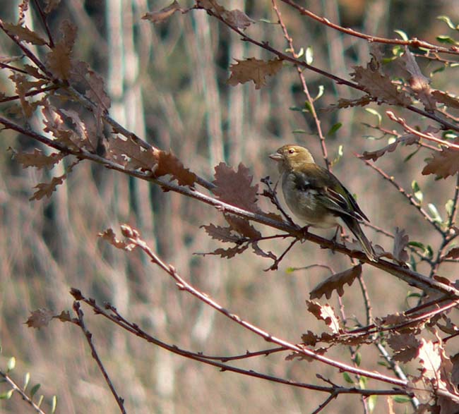 Pinsà comú (Fringilla coelebs)