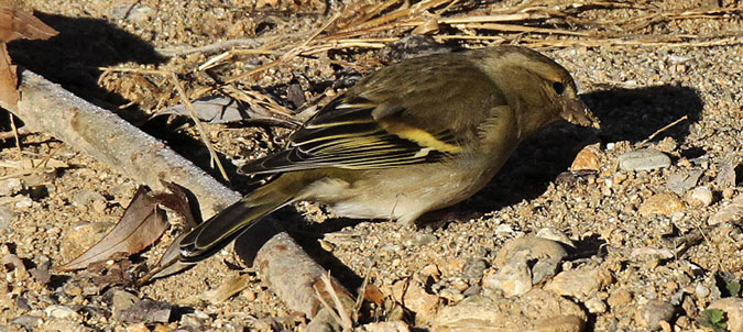 Pinsà comú femella (Fringilla coelebs)