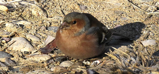 Pinsà comú mascle (Fringilla coelebs)