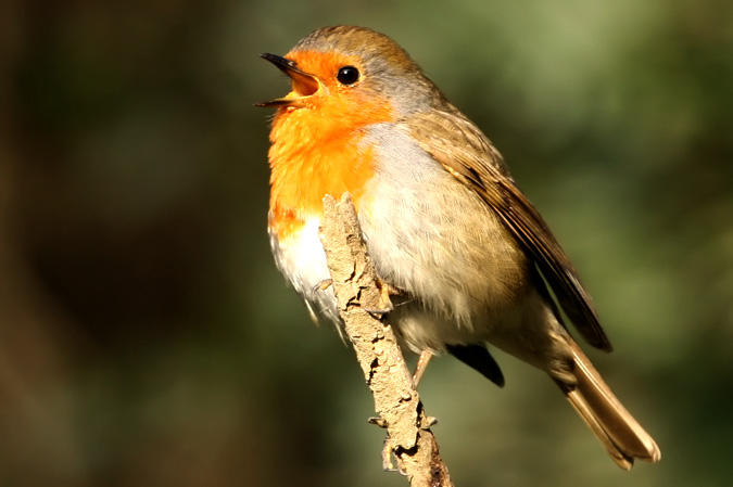 Pit-Roig (Erithacus rubecula)