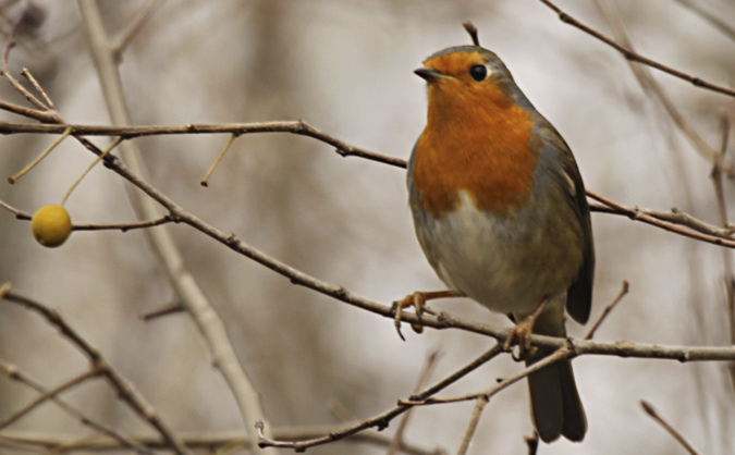 Pit-roig (Erithacus rubecula)