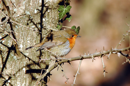 Pit-roig. Petirrojo (Erithacus rubecula)