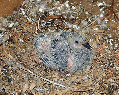 Poll de colom roquer (Columba livia)