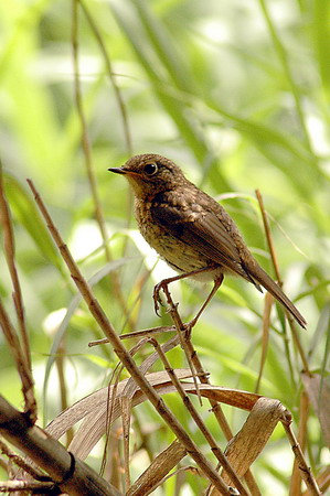 Poll de Pit-roig (Erithacus rubecula)