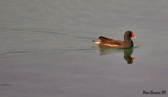 Polla d’aigua (Gallinula chloropus) a l’estany
