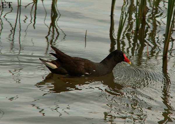 Polla d'aigua