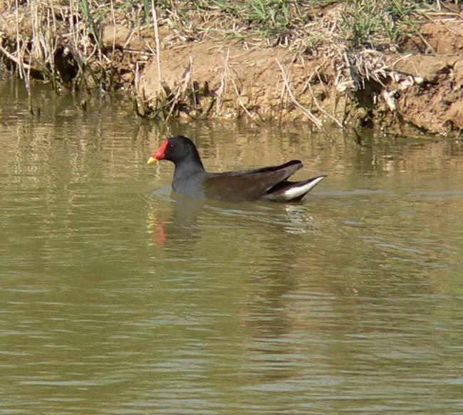 Polla d'aigua (Gallinula chloropus)