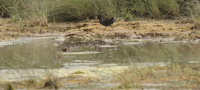 Polla d'aigua (Gallinula chloropus)