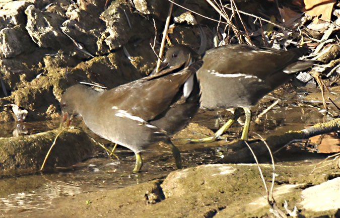 Polla d'aigua (Gallinula chloropus)