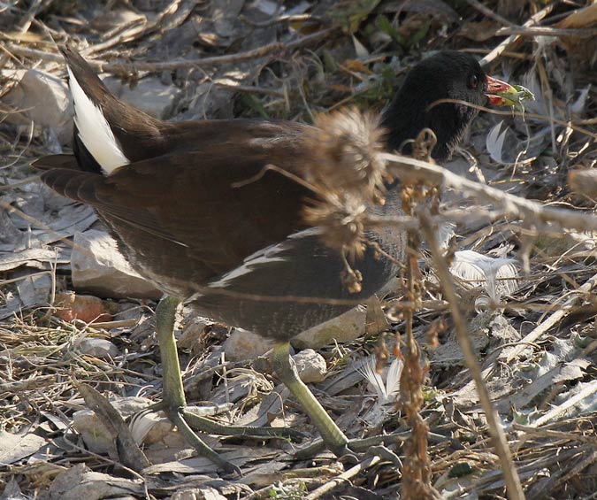 Polla d'aigua (Gallinula chloropus)