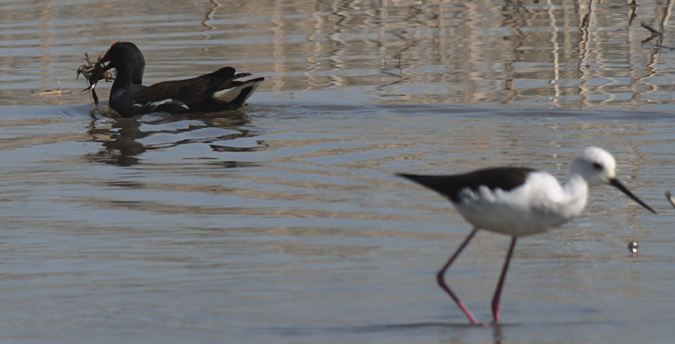 Polla d'aigua (Gallinula chloropus)+ cranc autòcton