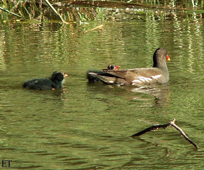 Polla d'aigua i pollets 1/3