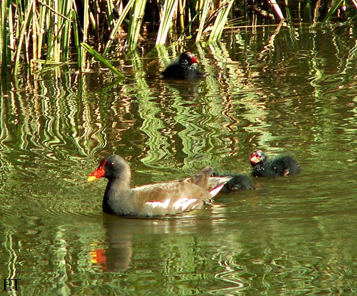 Polla d'aigua i pollets 2/3