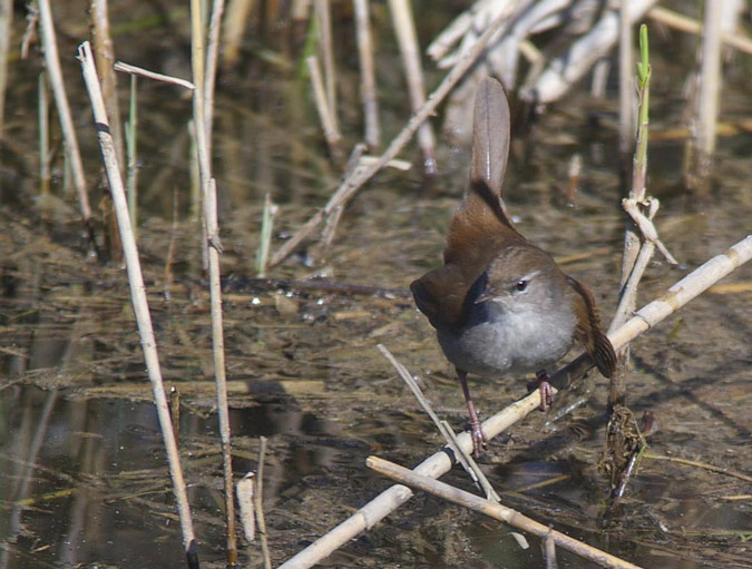 Rossinyol bord(Cettia cetti)