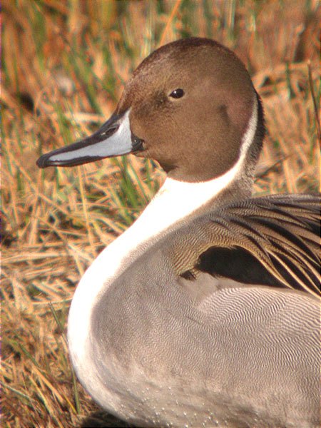 Anec cuallarg mascle (Anas acuta)