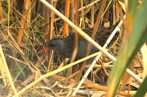 Rascló (Rallus aquaticus)