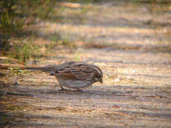 Repicatalons, escribano palustre (Emberiza schoeniclus)