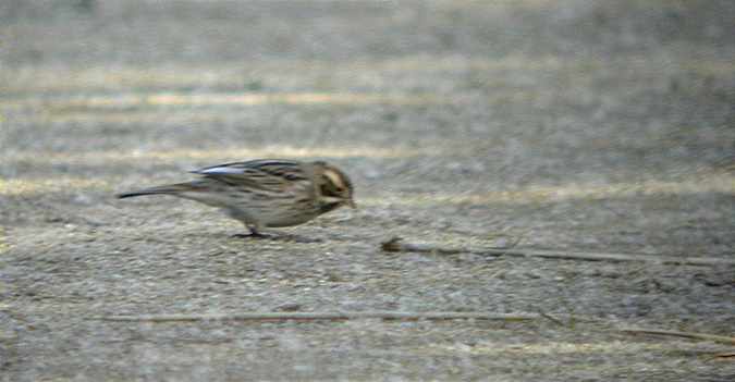 Repicatalons, escribano palustre (Emberiza schoeniclus)