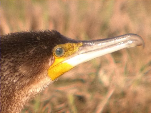 Corb marí gros, cormorán grande (Phalacrocorax carbo)