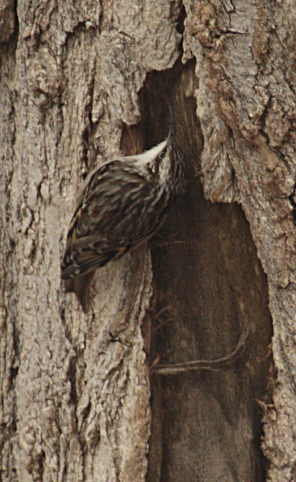 Raspinell comú  (Certhia brachydactyla)