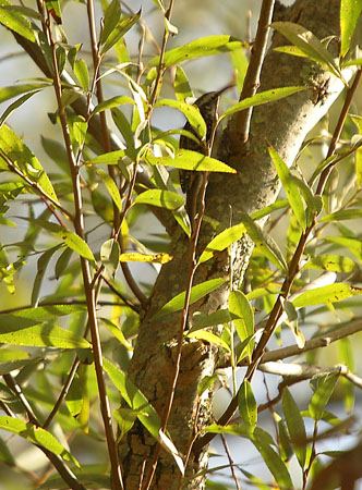 Raspinell comú. Agateador común. Certhia brachydactyla