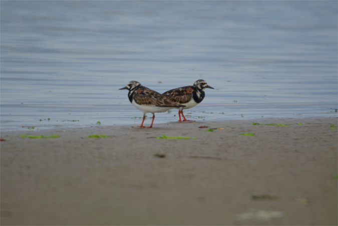 Remena-rocs(Arenaria interpres)