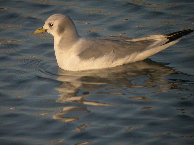 Gaviota tridactila 2