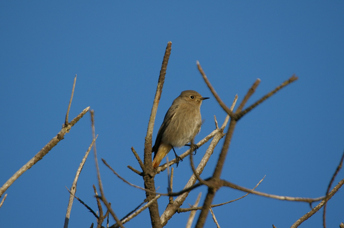 Cotxa fumada(Phoenicurus ochruros)