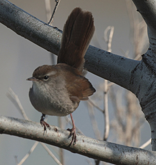 Rossinyol (Luscinia megarhynchos)