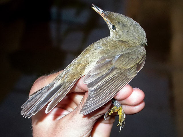 Boscarla de canyar, carricero común (Acrocephalus scirpaceus)