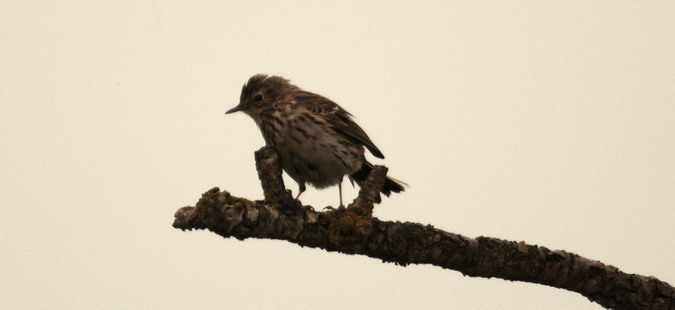 Piula dels arbres (Anthus trivialis)