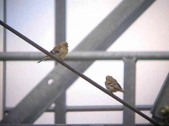 Llucaretes joves, verderón serrano (Serinus citrinella)