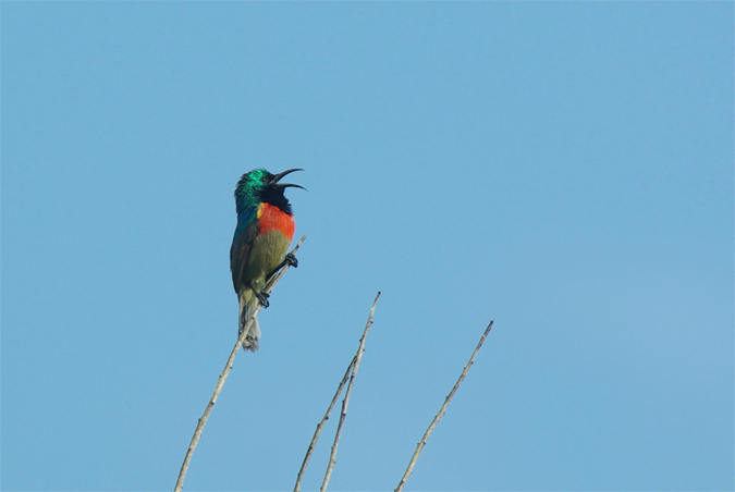 Suimanga de doble collar(Cinnyris chalybea)