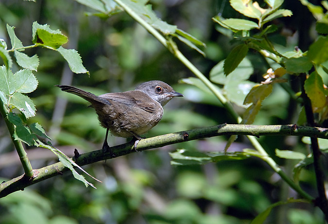 TALLAROL CAPNEGRE - CURUCA CABECINEGRA