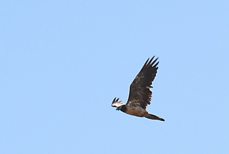 Trencalós (Gypaetus barbatus)