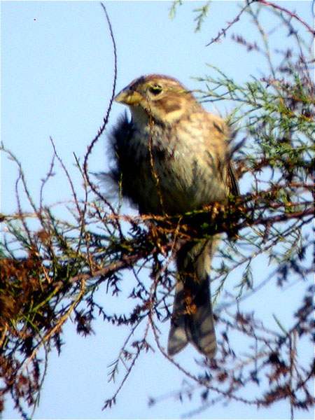 Cruixidell, Triguero (Emberiza calandra)