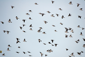 Tudons. Palomas torcaces (Columba palumbus)