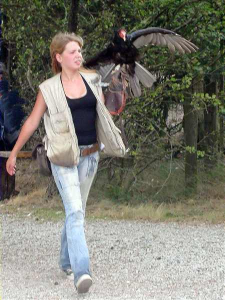 Turquey vulture (Cathartes aurea)