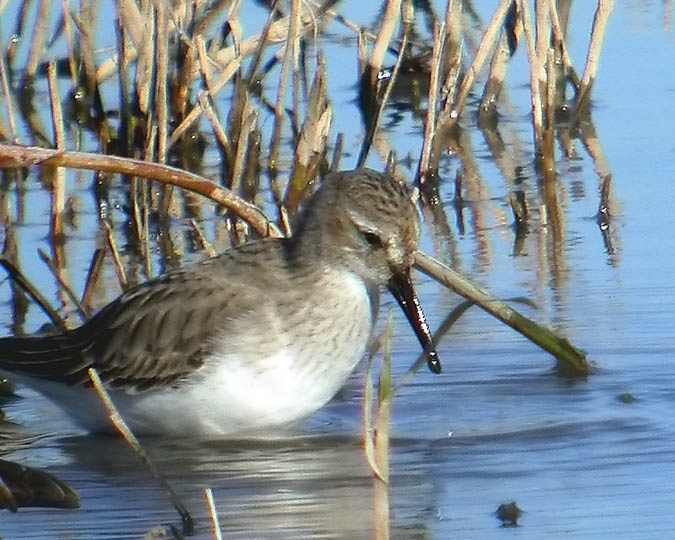 Territ Variant (Calidris alpina)